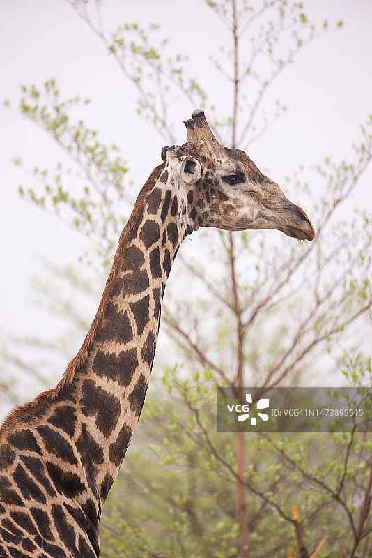 博茨瓦纳奥卡万戈三角洲长颈鹿肖像图片素材