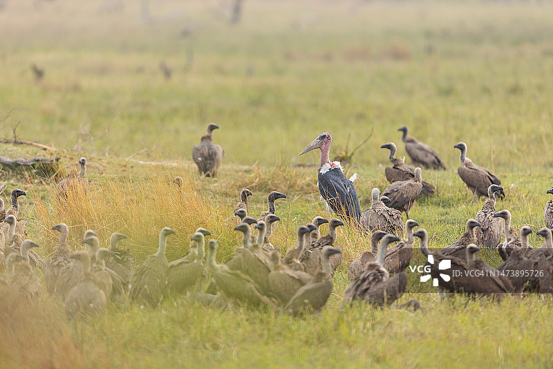 博茨瓦纳奥卡万戈三角洲的兀鹫和非洲秃鹳图片素材