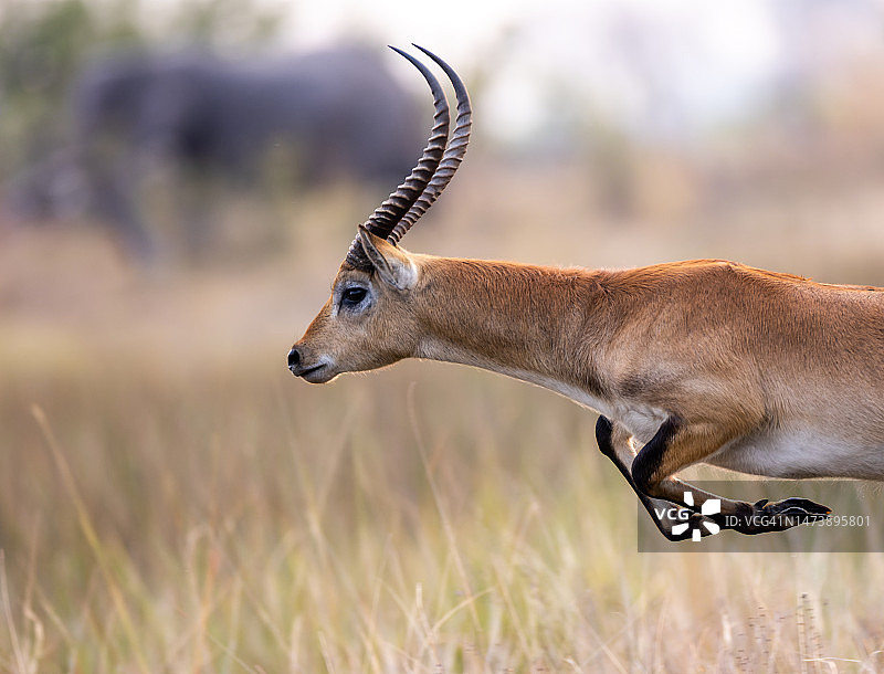 博茨瓦纳奥卡万戈三角洲的红麂羚图片素材