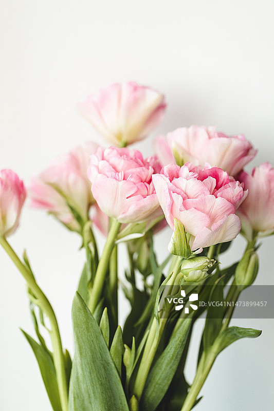 靠在白色墙壁上的粉色牡丹郁金香花束图片素材