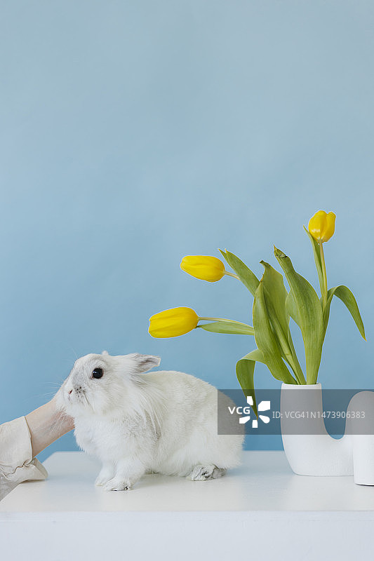 女人在桌上抚摸小兔子图片素材