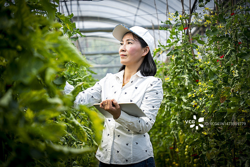 亚洲女性在温室里记录番茄的生长图片素材