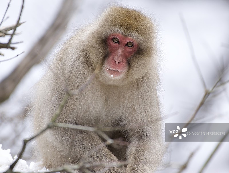 冬季日本猕猴的特写图片素材
