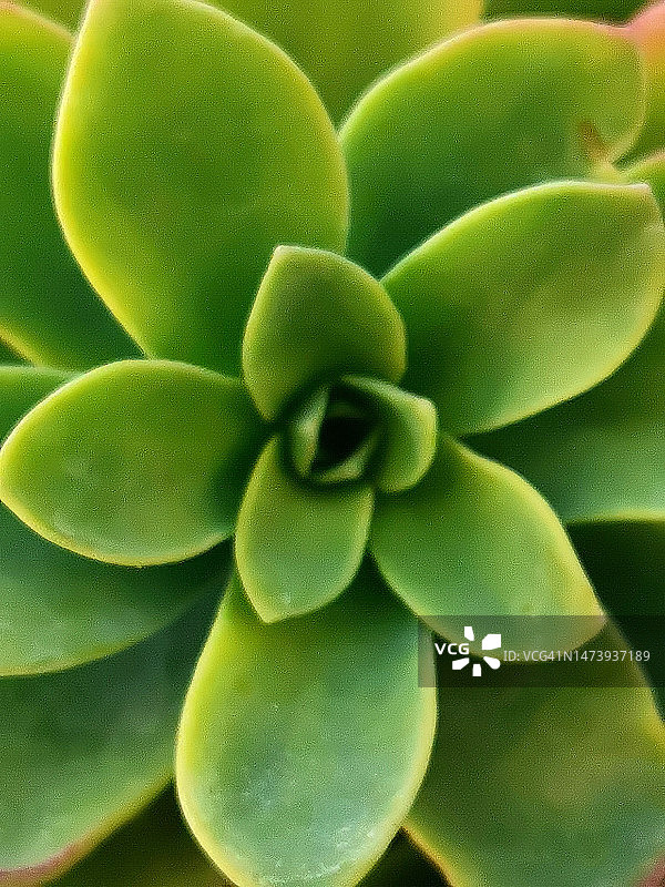 瓦松景天图片素材