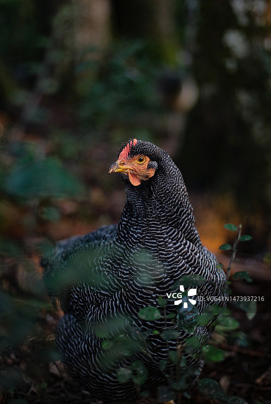 印度尼西亚，栖息在田野上的孔雀特写图片素材