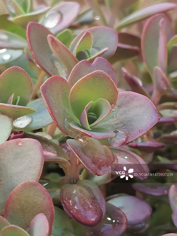 青锁龙属植物图片素材