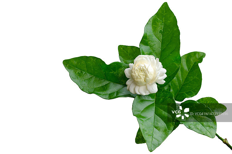 白色泰国茉莉花与叶图片素材