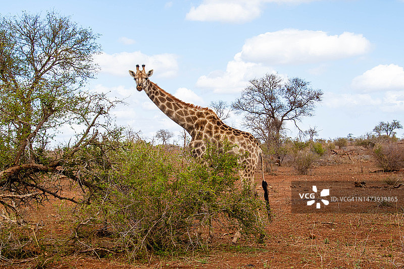 南非长颈鹿站在田野上的仰视角度图片素材