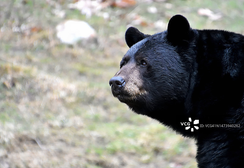 加拿大美洲黑熊特写图片素材