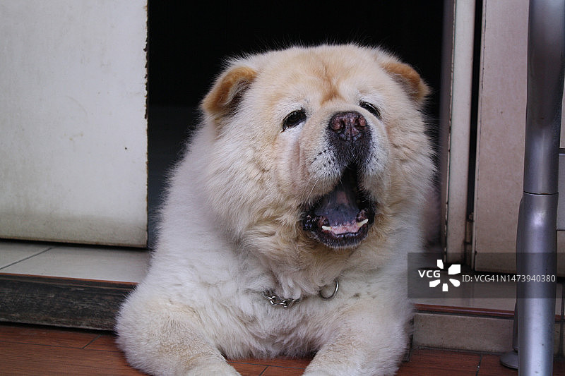印度尼西亚的松狮犬坐在地板上图片素材