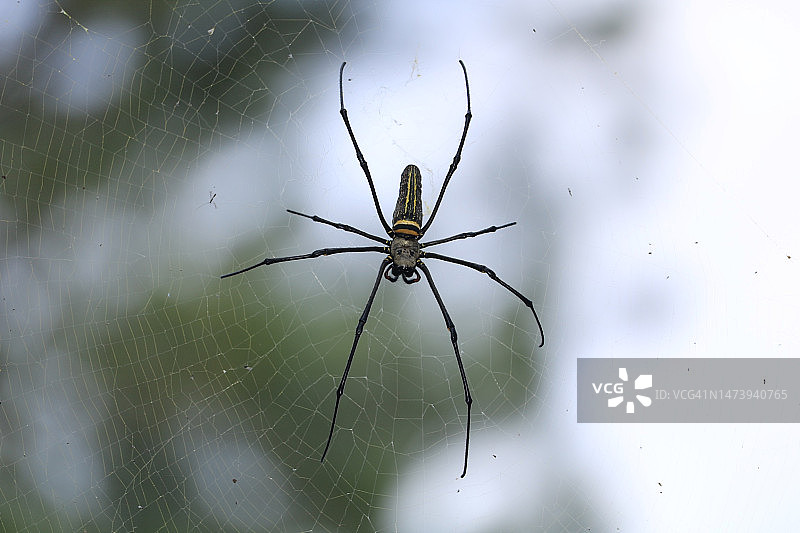 印度尼西亚：蜘蛛网上的蜘蛛特写图片素材