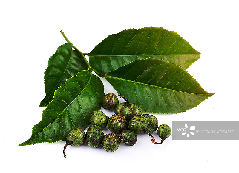 白色背景上的茶叶和茶籽图片素材