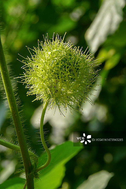 绿色植物特写，印度尼西亚图片素材