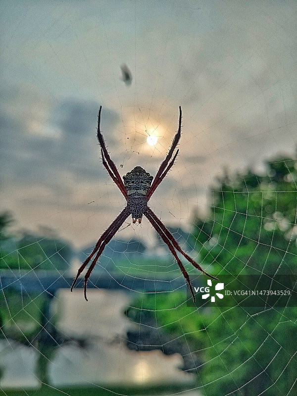 印度尼西亚：蜘蛛网上的蜘蛛特写图片素材