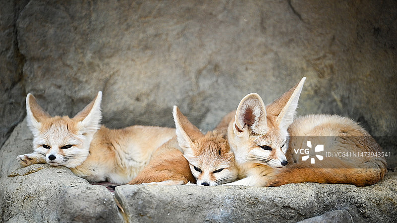 лежащий на камне фенек图片素材