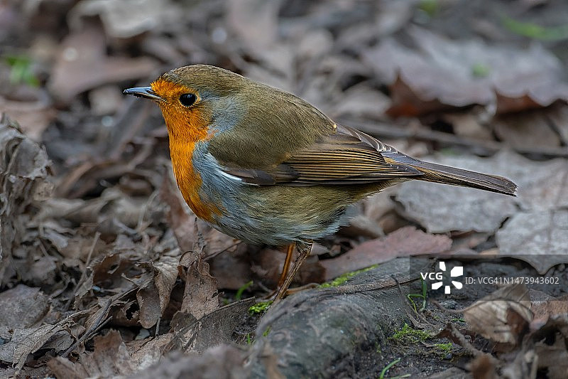 知更鸟栖息在田野上特写，印度尼西亚图片素材