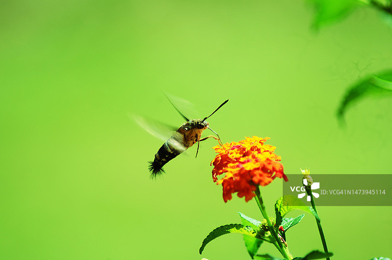 在印度尼西亚寻找花朵的蜜蜂图片素材