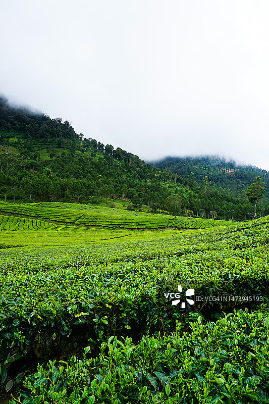 印度尼西亚西爪哇Pangalengan多云早晨的茶园景观图片素材