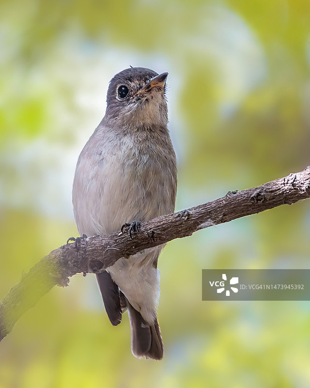 鸣禽栖息在树枝上的特写图片素材