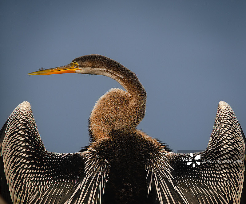 低角度看鹈鹕与晴朗的天空图片素材