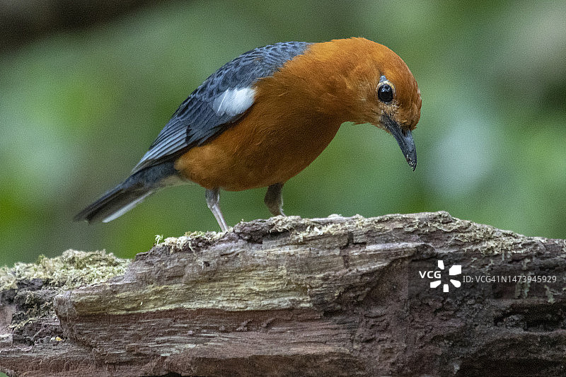 歌鸫栖息在树枝上的特写图片素材