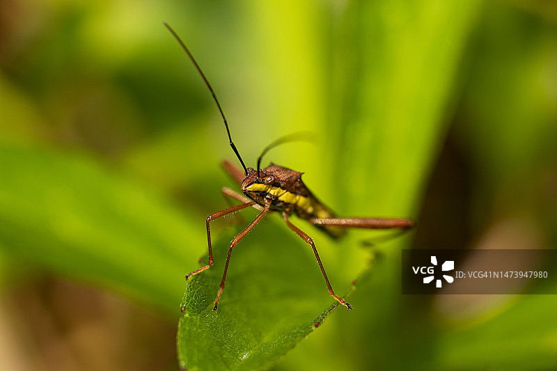 树叶上的昆虫特写，茂物，印度尼西亚图片素材