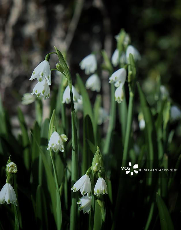 印度尼西亚的白色开花植物特写图片素材