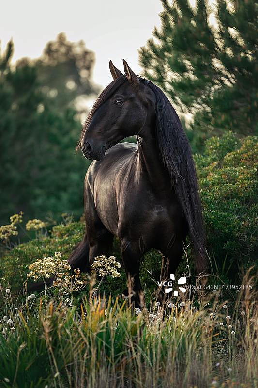站在田野上的纯种马肖像，印度尼西亚图片素材