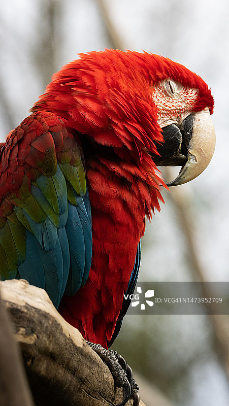 印尼，栖息在树枝上的猩红色金刚鹦鹉特写图片素材