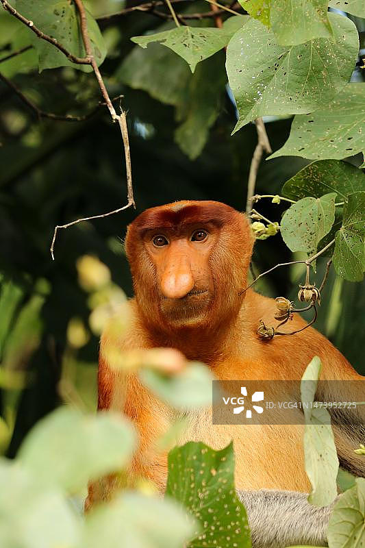坐在树上的长鼻猴肖像，印度尼西亚图片素材
