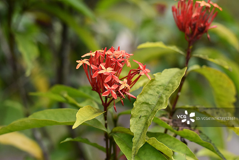 红色开花植物的特写图片素材
