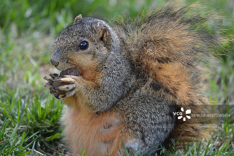 美国北卡罗来纳州哈夫洛克，狐松鼠吃草的特写图片素材