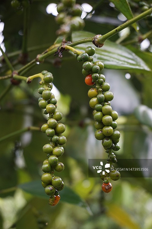 树上生长的浆果特写，印度尼西亚图片素材