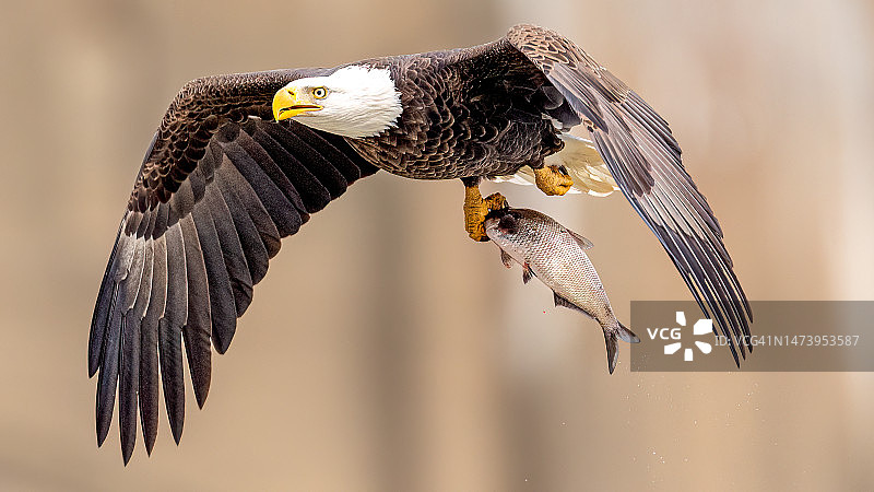 水坝附近的秃鹰和一条鱼图片素材
