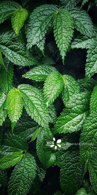 印度尼西亚巴图里蒂区植物的全画幅照片图片素材