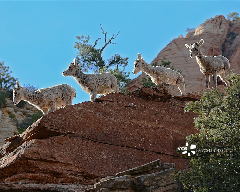 仰视站在岩石上的鹿图片素材