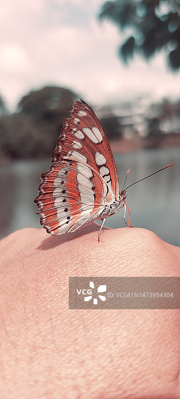 手上的蝴蝶特写图片素材