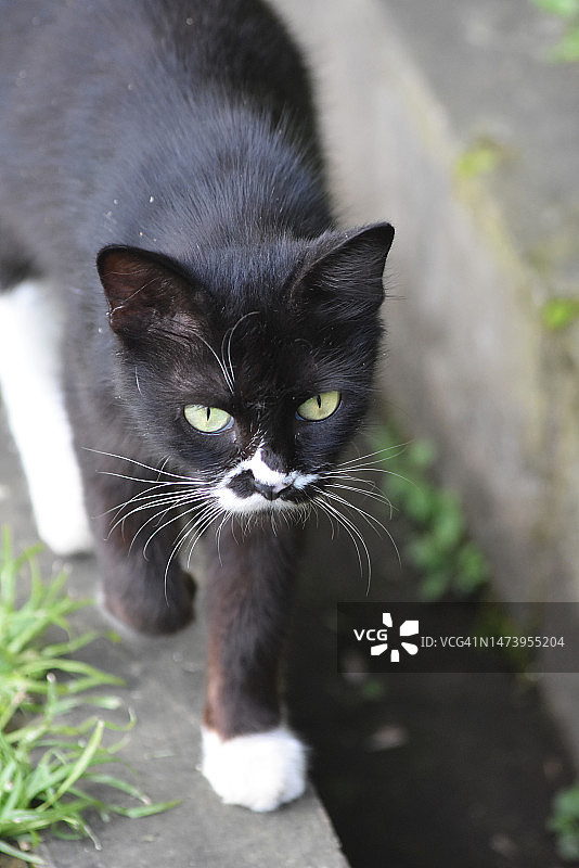 猫的特写肖像，印度尼西亚图片素材