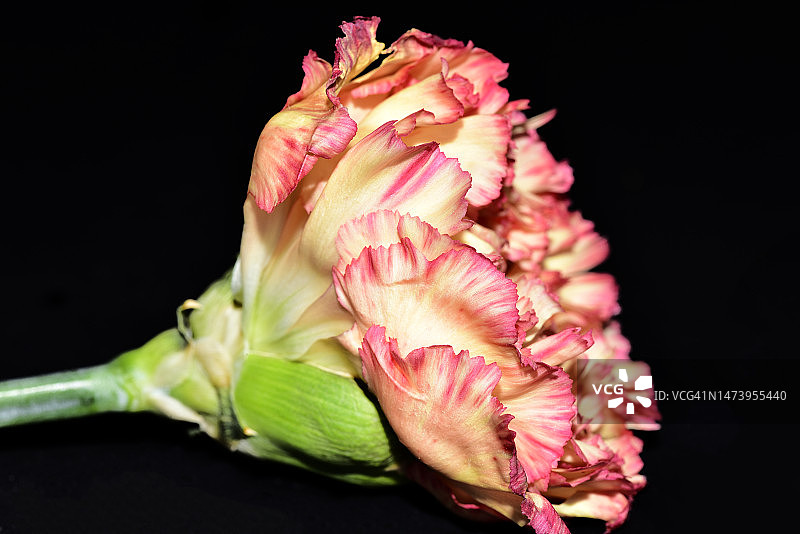 阳光下花园里的美丽春花特写图片素材