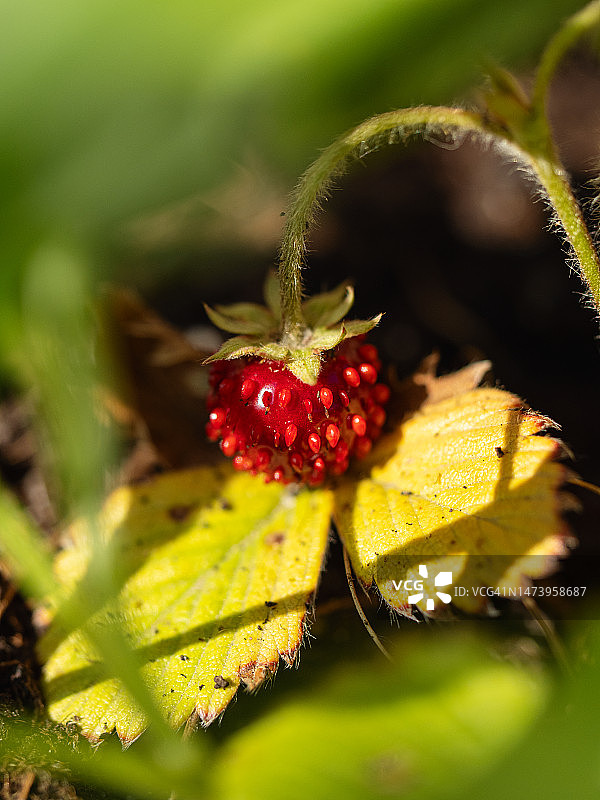 阳光明媚的花园里的小红莓特写，草莓植株图片素材