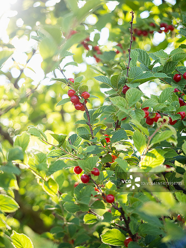 夏日花园里绿色树枝上的红色浆果图片素材