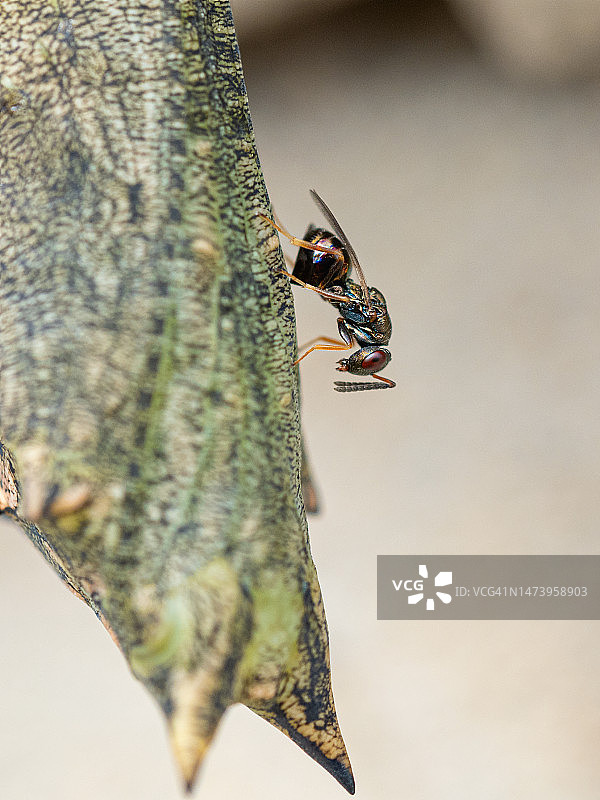 绿色蝴蝶蛹上的寄生蜂图片素材