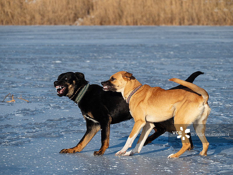 两只狗在冬日散步时互相龇牙图片素材
