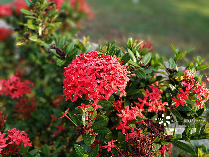 红色开花植物特写，印度尼西亚图片素材
