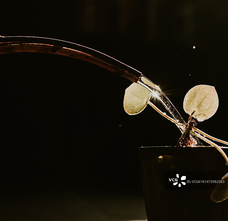 浇水中的小型盆栽特写图片素材