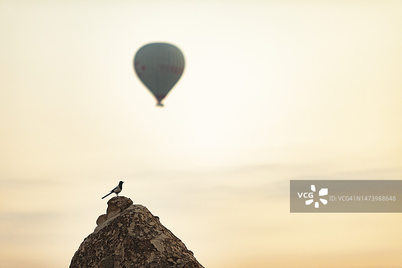 石头上的小鸟图片素材