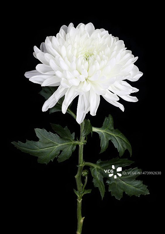 黑色背景上的白色菊花特写图片素材