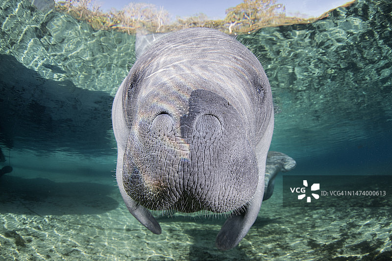 西印度海牛检查佛罗里达州河流中的水下相机图片素材