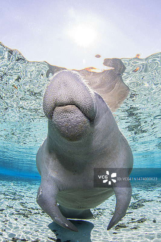 西印度海牛浮出水面呼吸空气图片素材