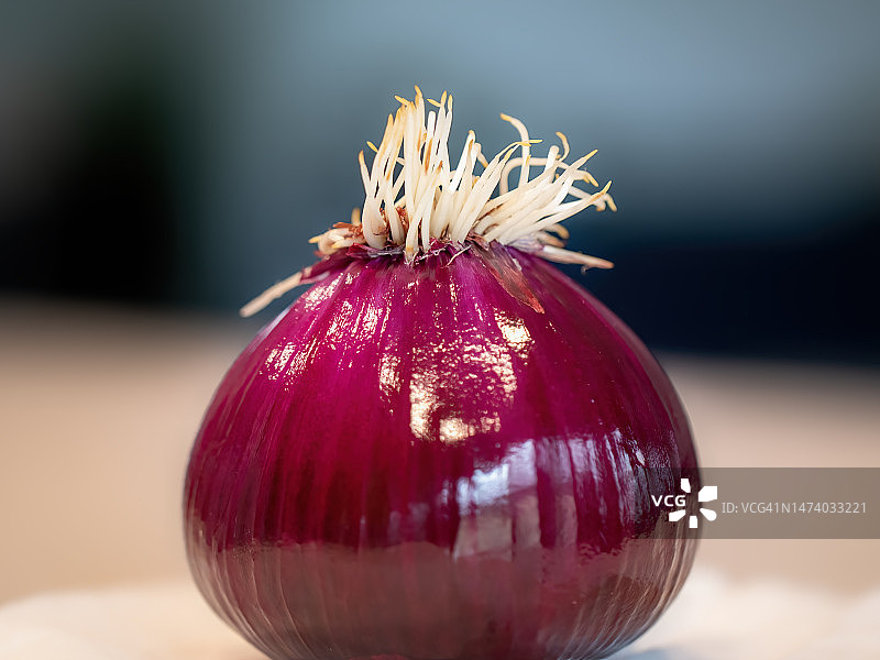 洋葱根图片素材